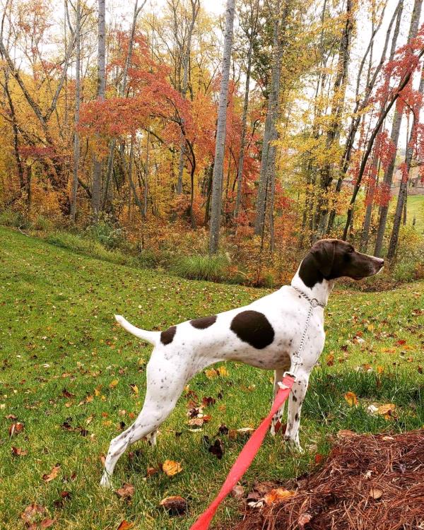 /images/uploads/southeast german shorthaired pointer rescue/segspcalendarcontest2021/entries/22014thumb.jpg
